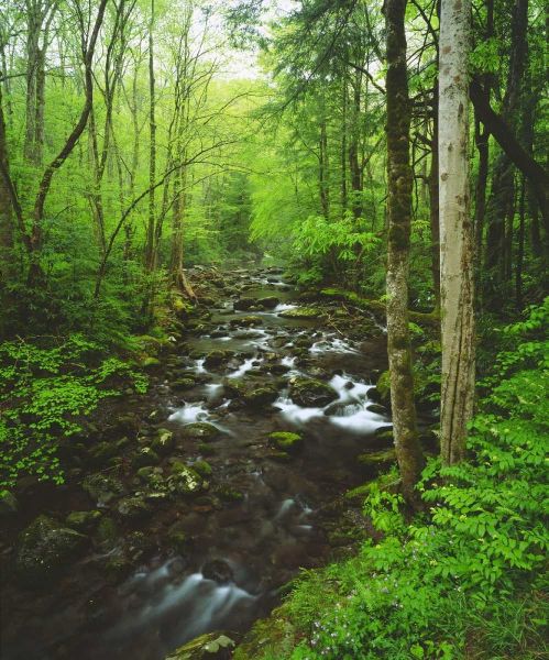 Tennessee, Stream in The Great Smoky Mts